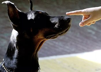 روس میں کتے کے خود مارک ہونے کے نتائج کے لئے پہلا مجرمانہ مقدمہ کھولا گیا تھا