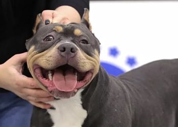 روس روس میں خطرناک کتوں کی سیر کو محدود کردے گا