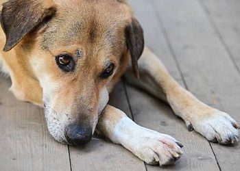 چڑیا گھر کے محافظ نے بتایا کہ وہ چیخوف میں زوگوسٹینی کے مالک کا انتظار کر رہی ہے ، جہاں کتوں کے ساتھ زیادتی ہوئی۔