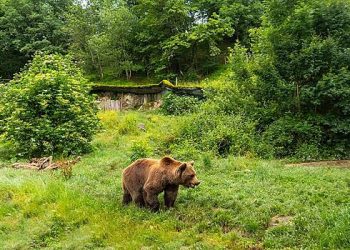 حیرت زدہ ریچھ سخالین پر میئر کے گھر آئے