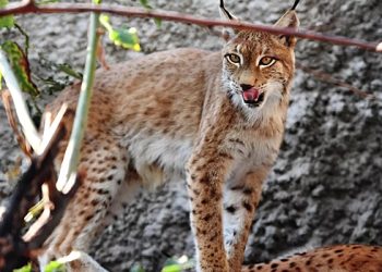 شکاریوں نے کلیننگراڈ کے قریب ایک سرخ لنکس کو گولی مار دی