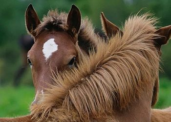 کِسلووڈسک میں ، گھوڑے کا ایک ریوڑ پارکنگ میں بھیج دیا گیا ہے