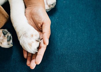 سینٹ پیٹرزبرگ میں کتے کے مالکان کے لئے نئے جرمانے عائد کردیئے گئے ہیں