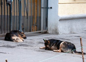 نووسیبیرسک خطے میں ، بے گھر جانوروں کے لئے پناہ گاہیں بھیڑ بھری ہوئی ہیں