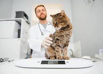 مسکوائٹ نے اپنی بلی کے علاج کے بعد دیوالیہ پن کے لئے فائل کرنے کا فیصلہ کیا