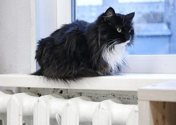 روسی خطے کے رہائشیوں کو مائنس 40 ڈگری پر گرمی کی اجازت نہیں ہے